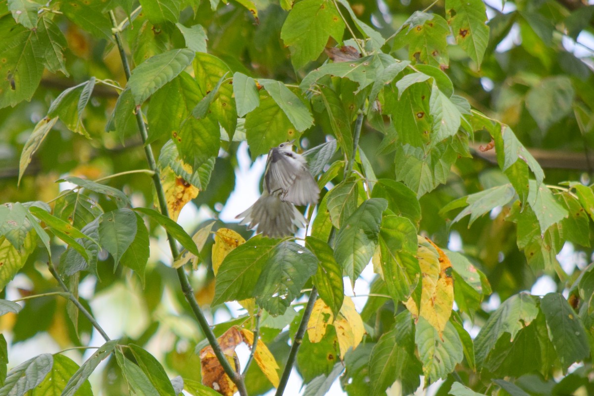 Chestnut-sided Warbler - ML642423746