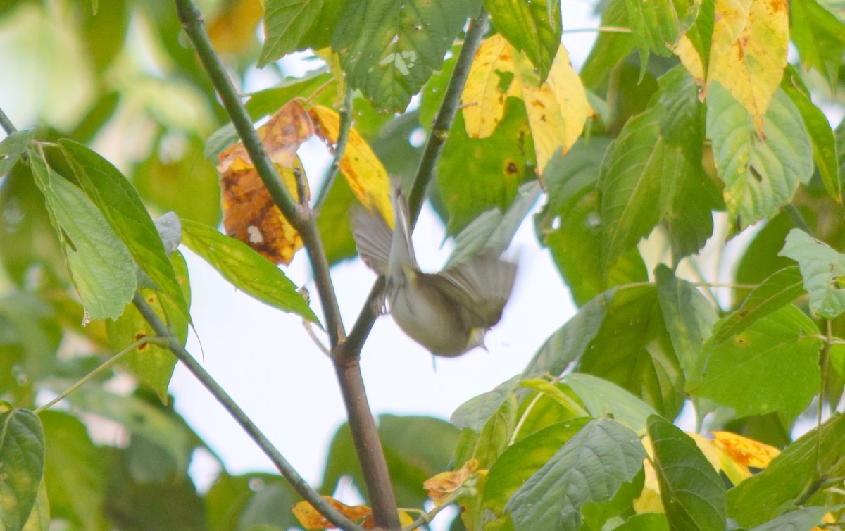 Chestnut-sided Warbler - ML642423748