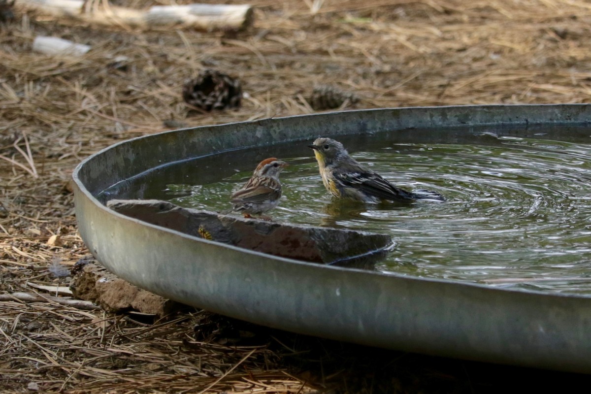 Yellow-rumped Warbler (Audubon's) - ML642423750