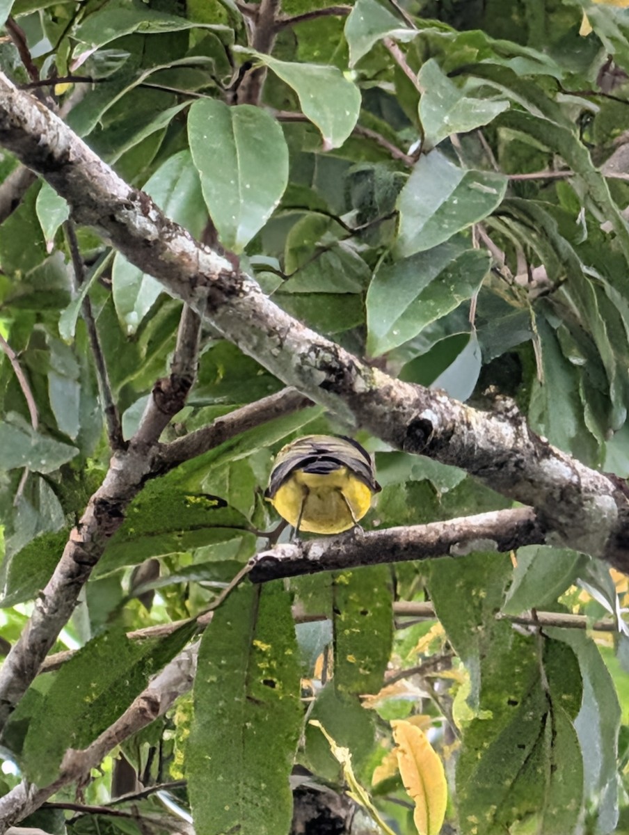 Golden Whistler - ML642423752