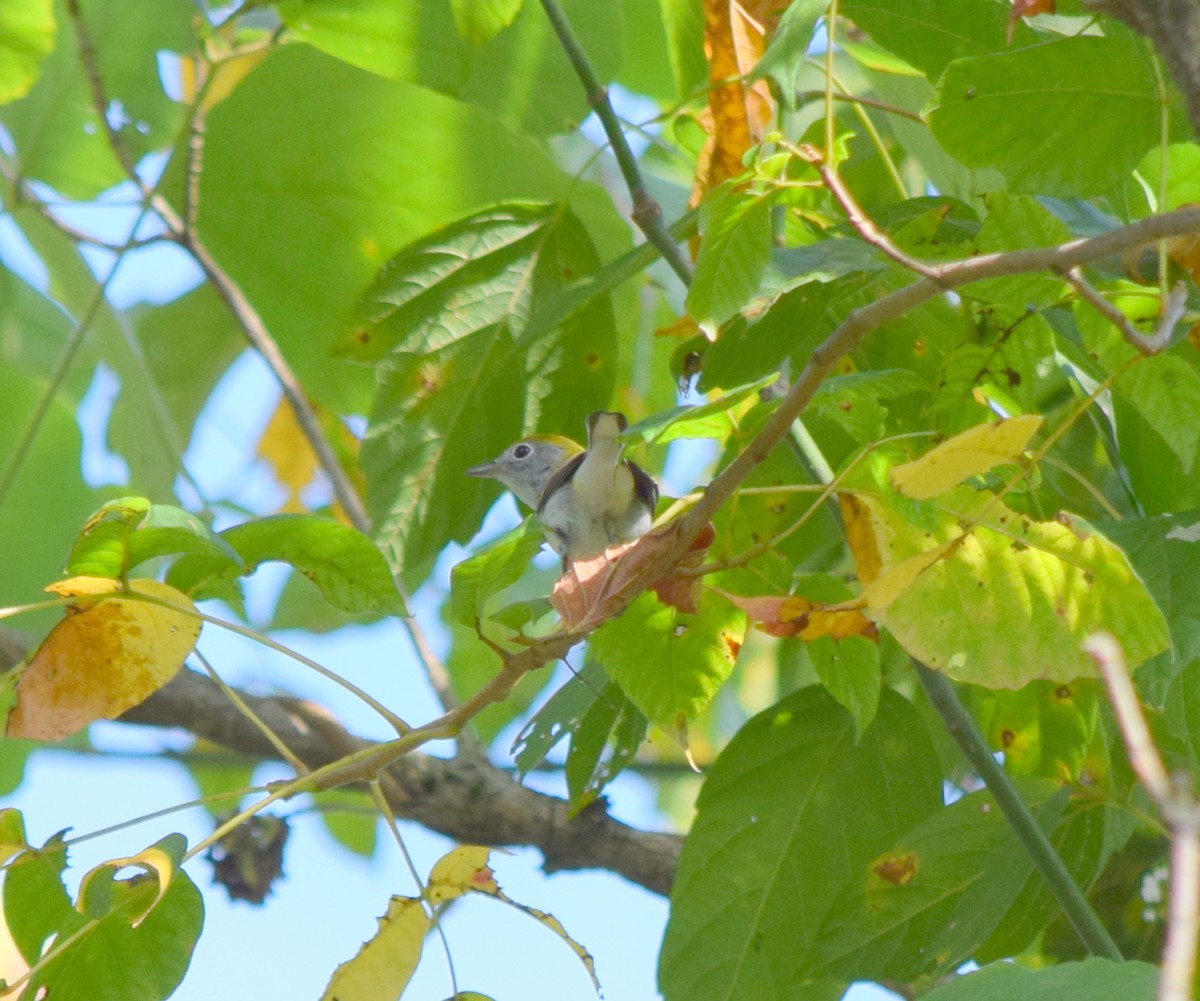 Chestnut-sided Warbler - ML642423760