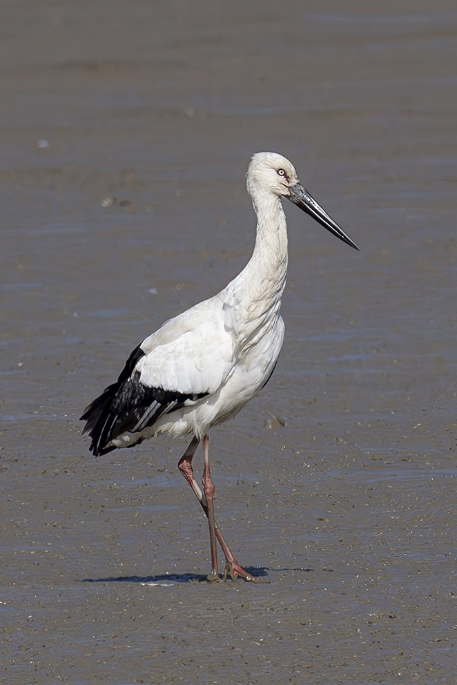 Oriental Stork - ML642423765