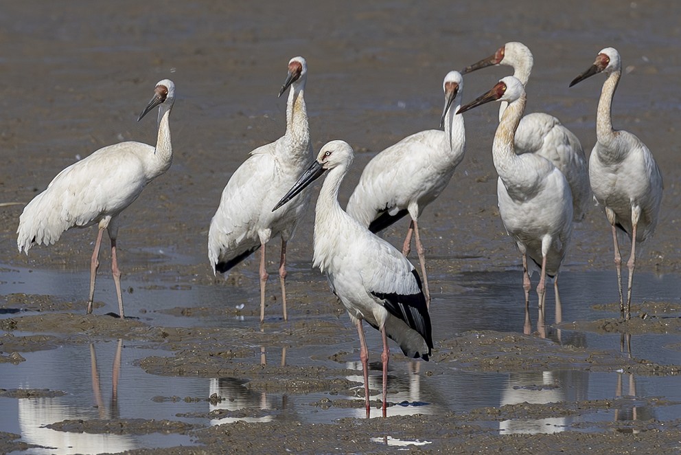 Oriental Stork - ML642423766