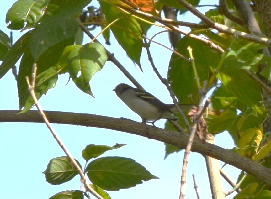 Chestnut-sided Warbler - ML642423767