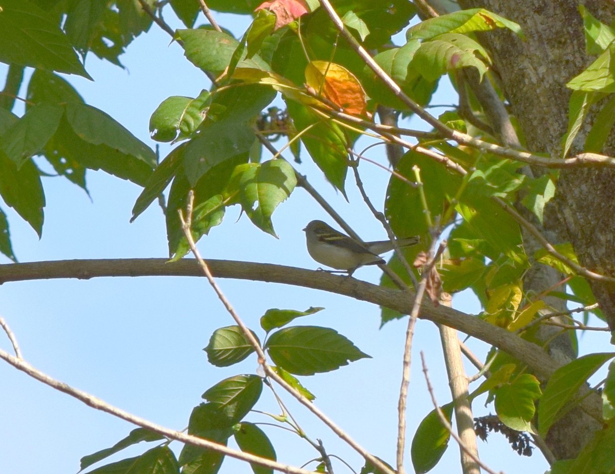 Chestnut-sided Warbler - ML642423768