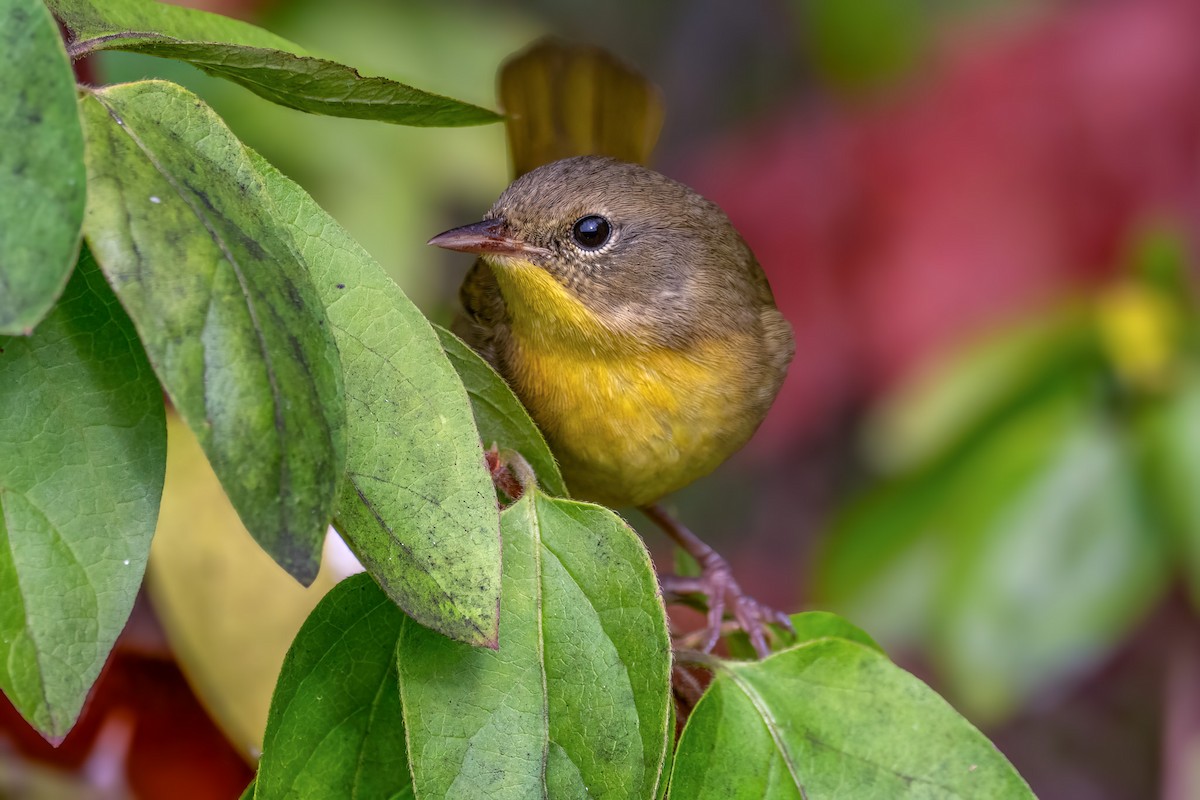 Common Yellowthroat - ML642423769