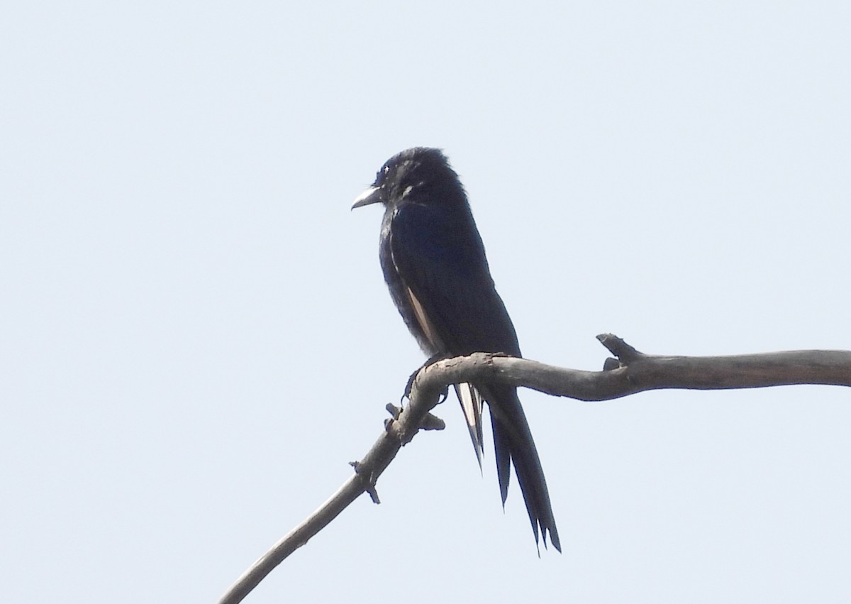 Black Drongo - ML642423771