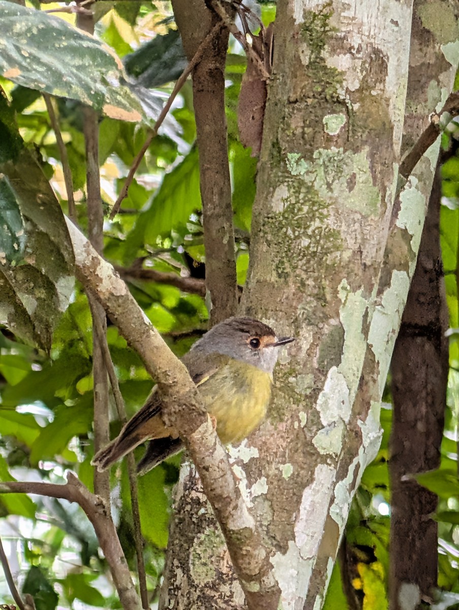 Pale-yellow Robin - ML642423773