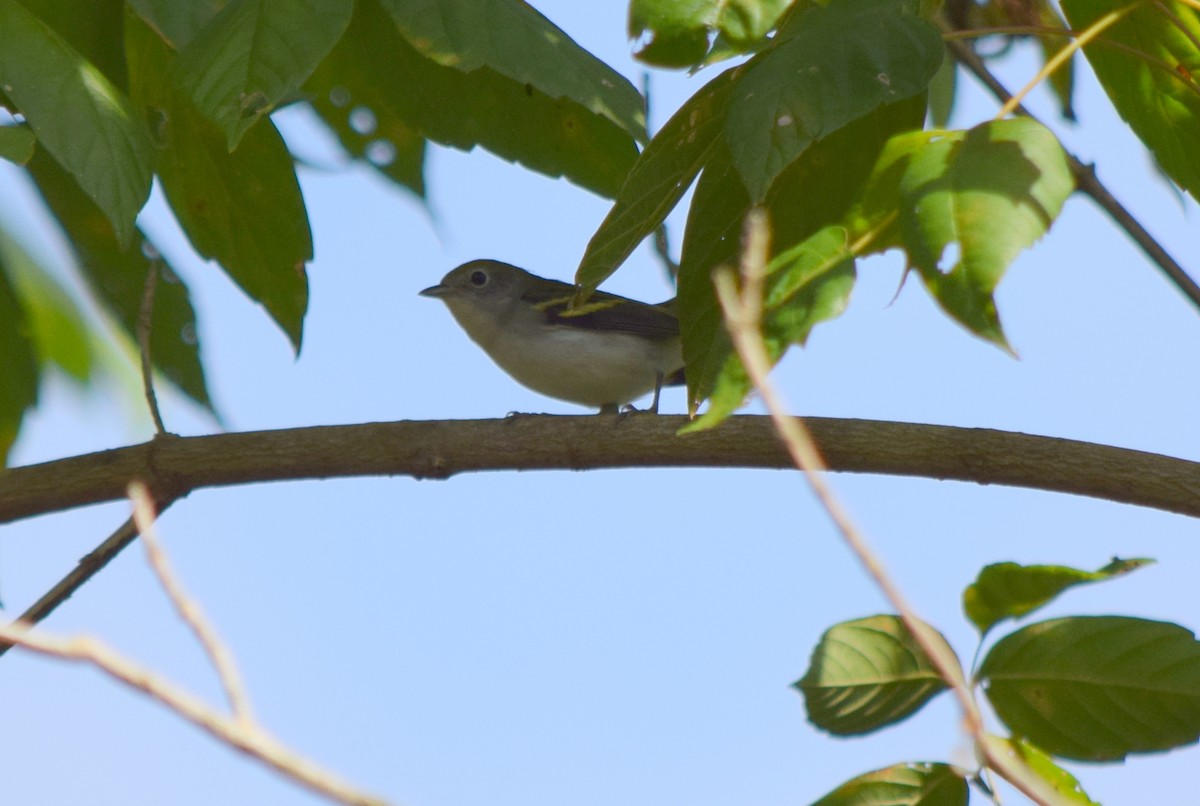 Chestnut-sided Warbler - ML642423775