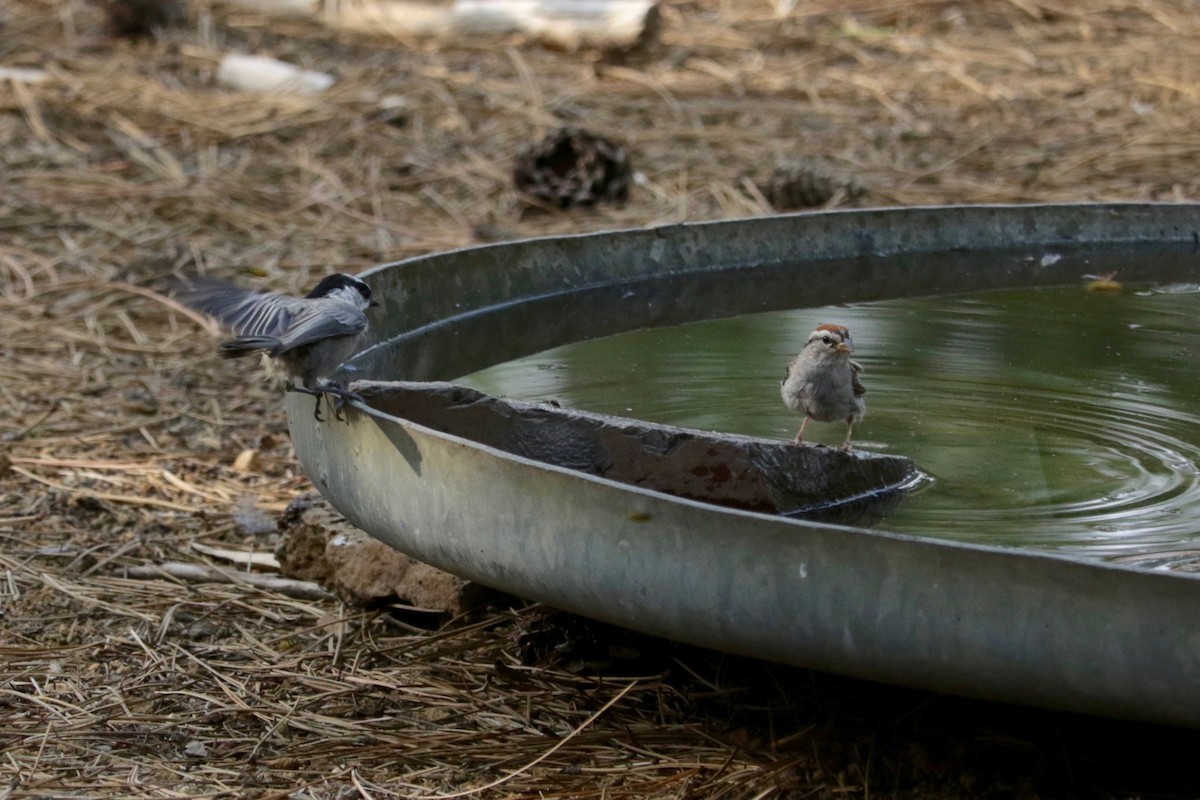 Chipping Sparrow - ML642423776