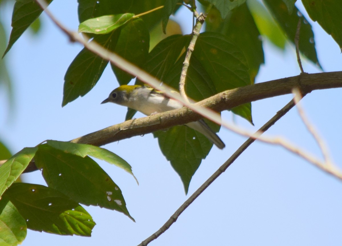 Chestnut-sided Warbler - ML642423781