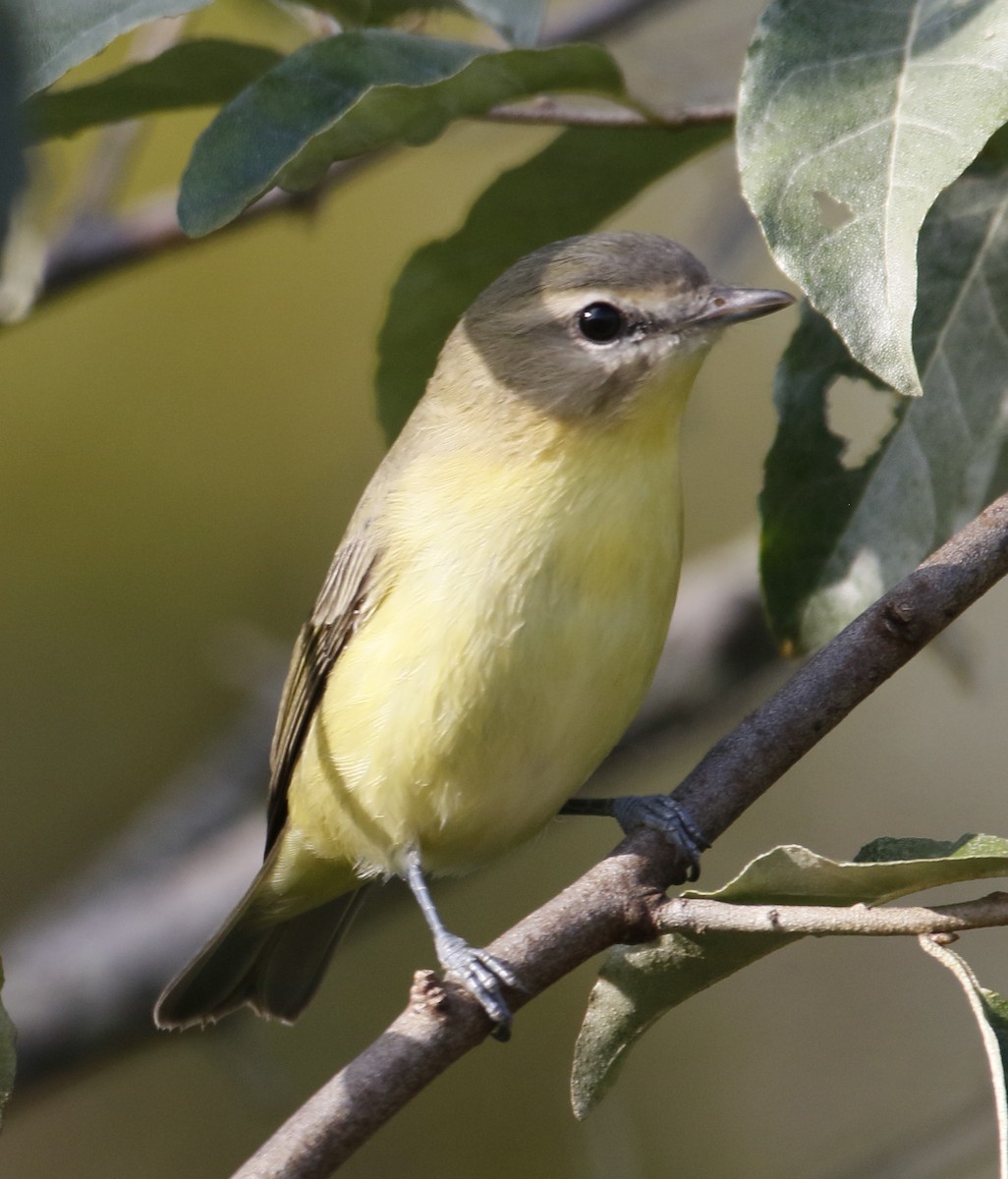 Philadelphia Vireo - ML642423782