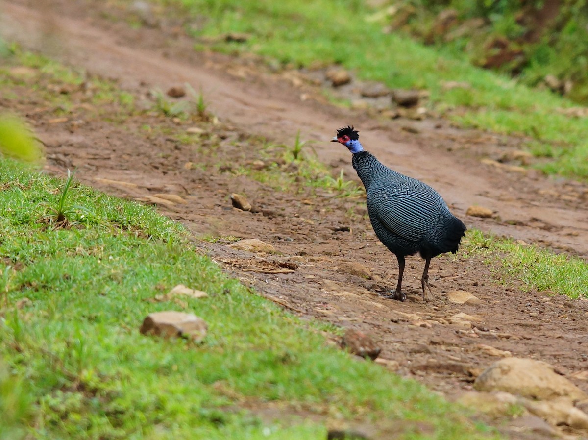 Eastern Crested Guineafowl - ML642423785