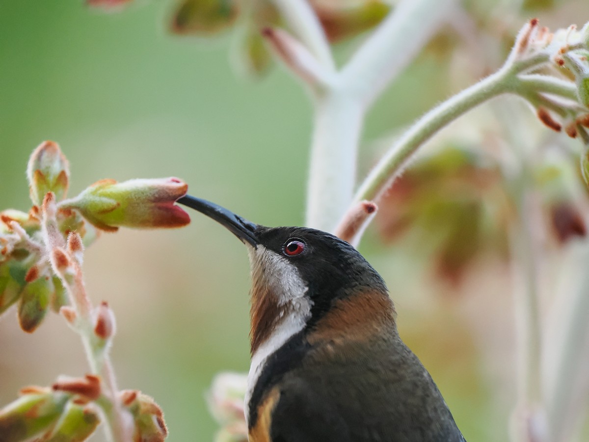 Eastern Spinebill - ML642423795
