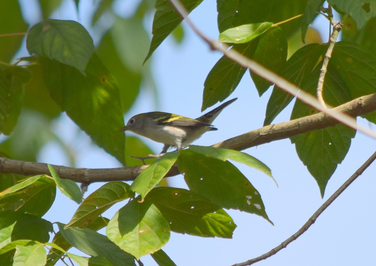 Chestnut-sided Warbler - ML642423797