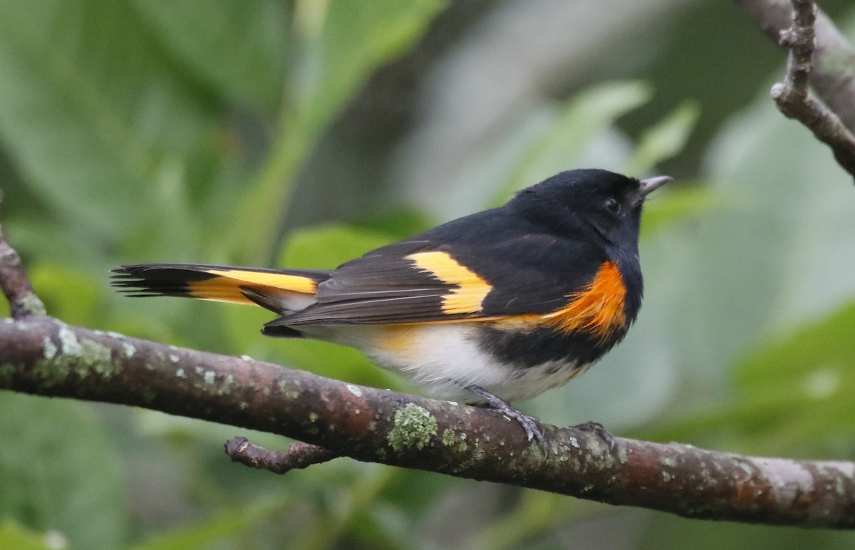American Redstart - ML642423804
