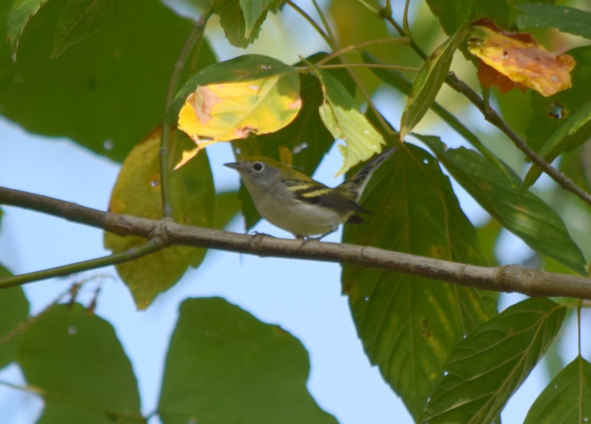 Chestnut-sided Warbler - ML642423805