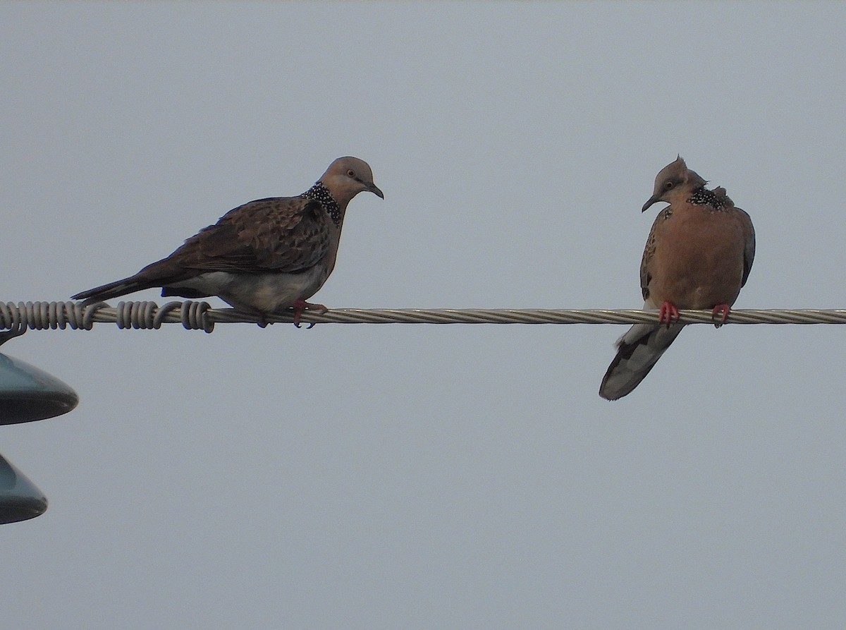 Spotted Dove - ML642423807