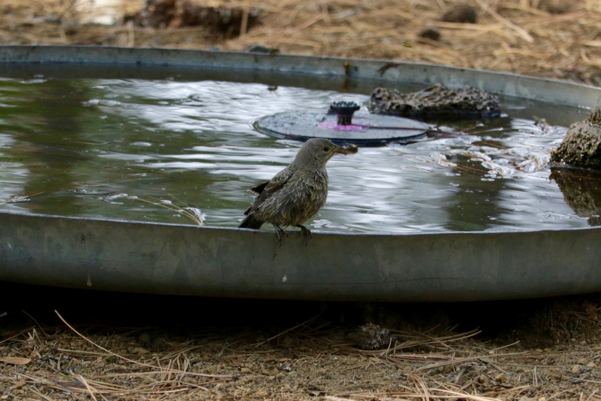 Brown-headed Cowbird - ML642423810