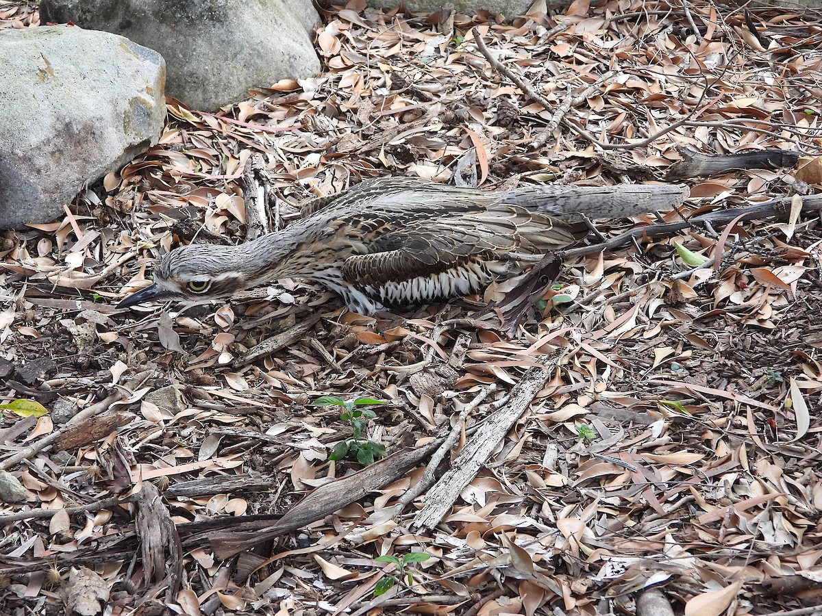 Bush Thick-knee - ML642423811