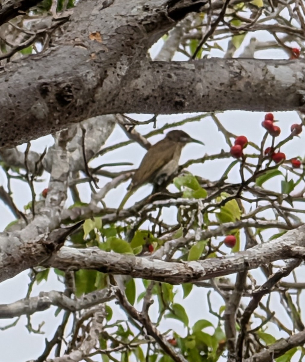 Brown Honeyeater - ML642423813
