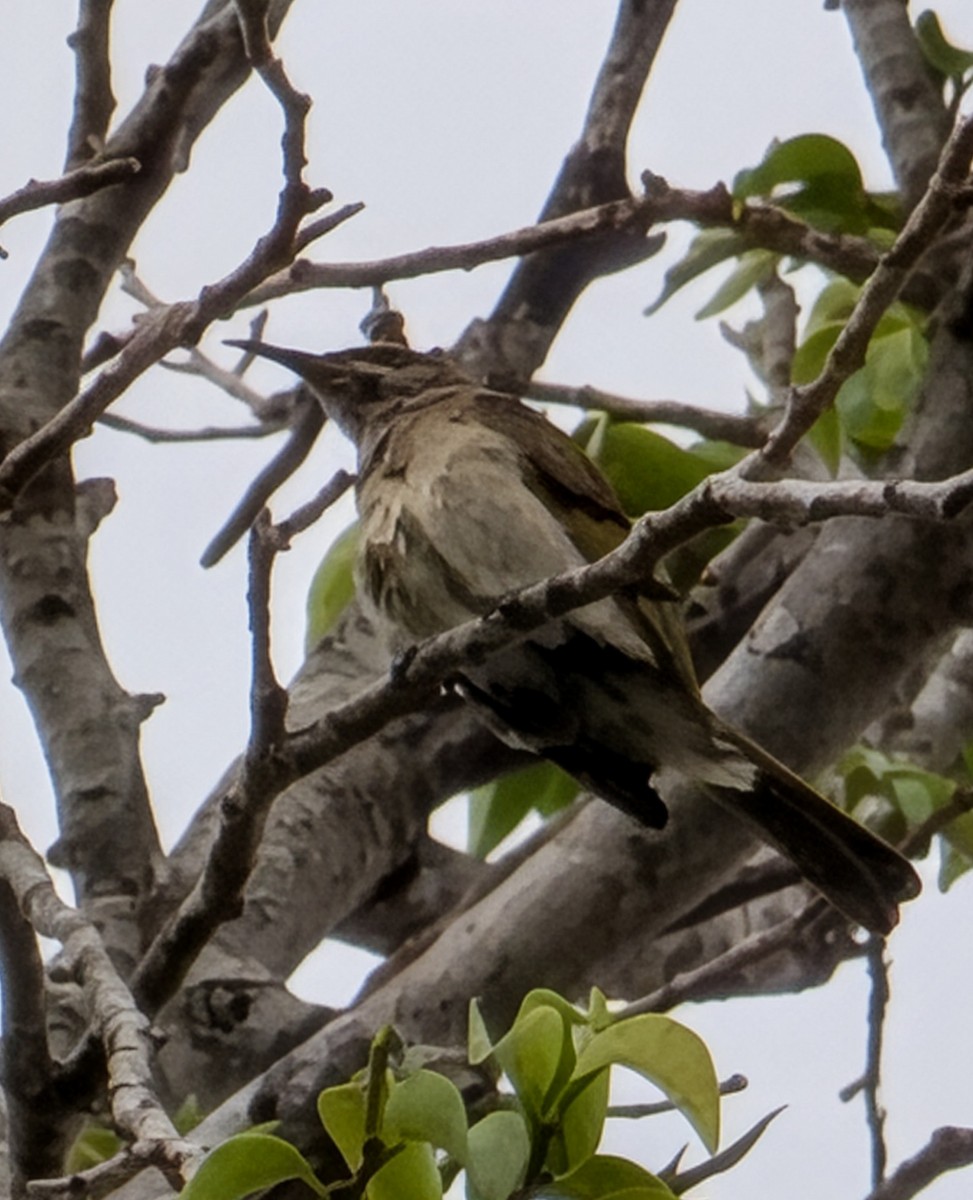 Brown Honeyeater - ML642423814