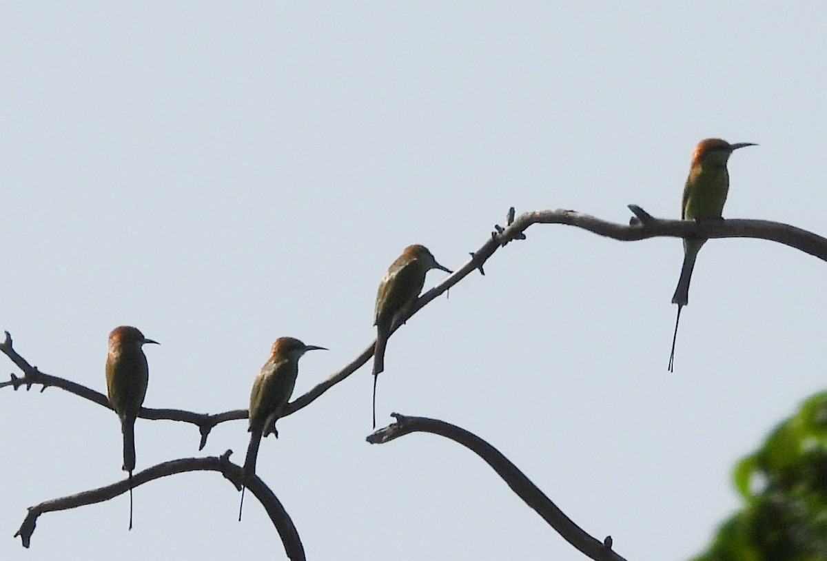 Asian Green Bee-eater - ML642423815