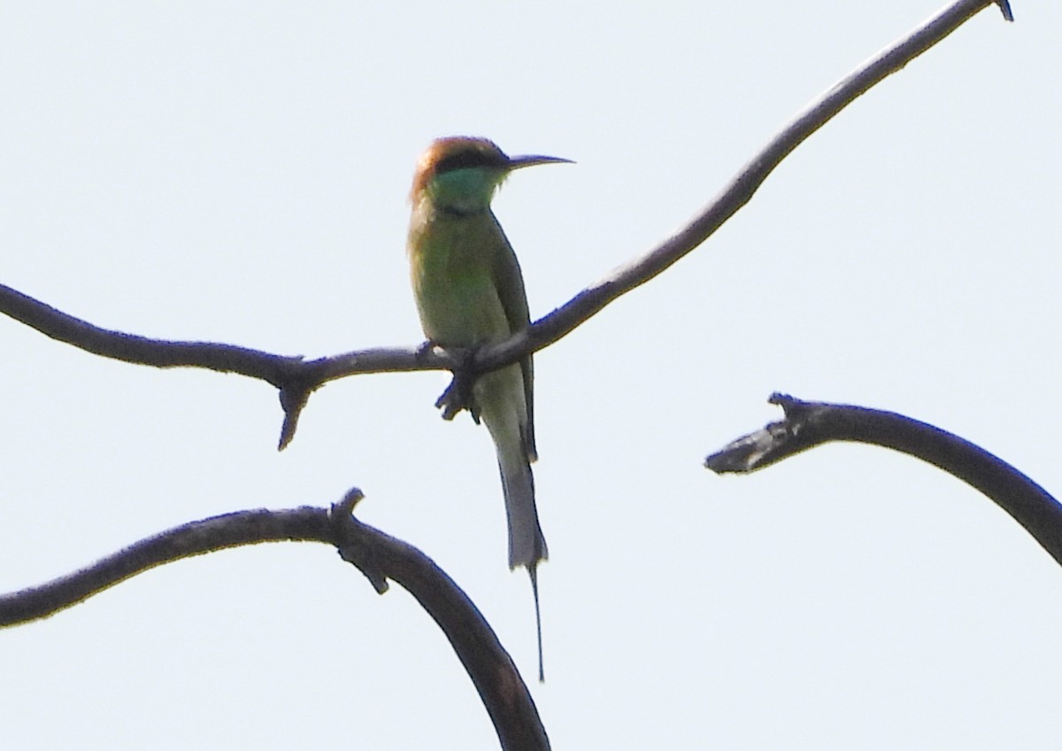 Asian Green Bee-eater - ML642423816