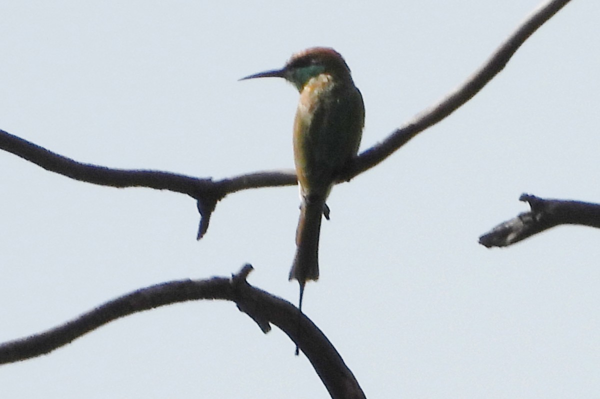 Asian Green Bee-eater - ML642423817
