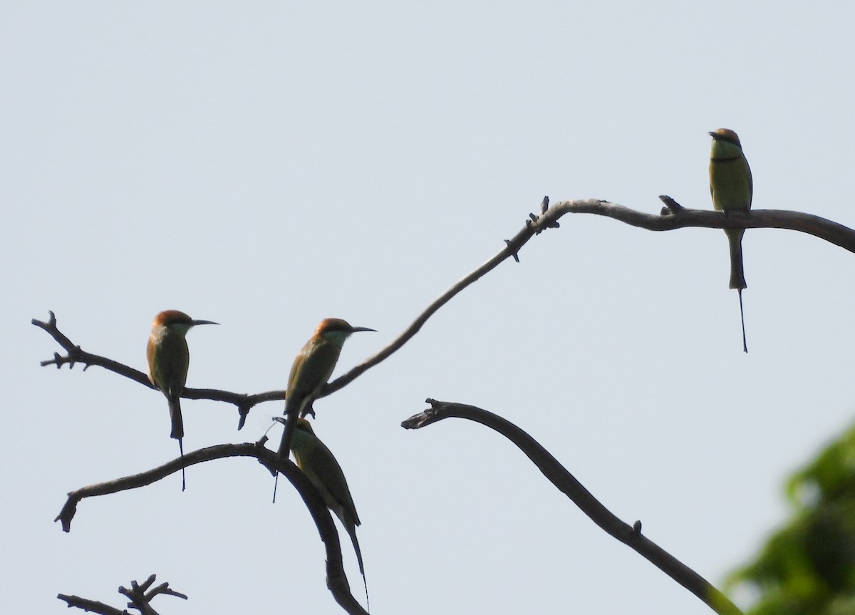 Asian Green Bee-eater - ML642423818