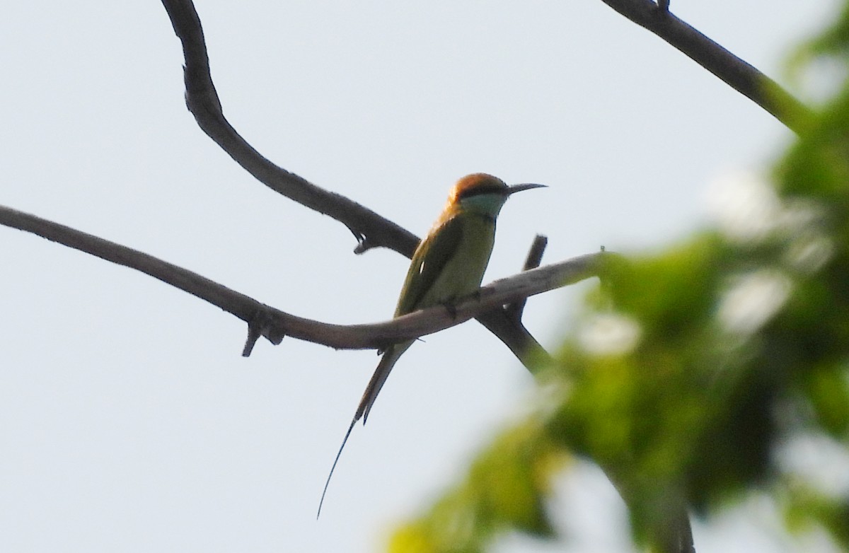 Asian Green Bee-eater - ML642423819