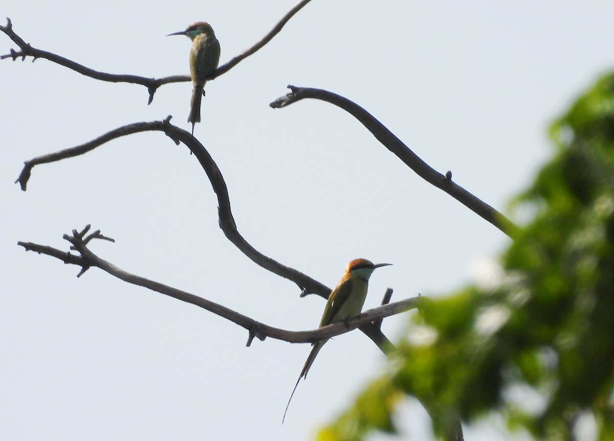 Asian Green Bee-eater - ML642423820