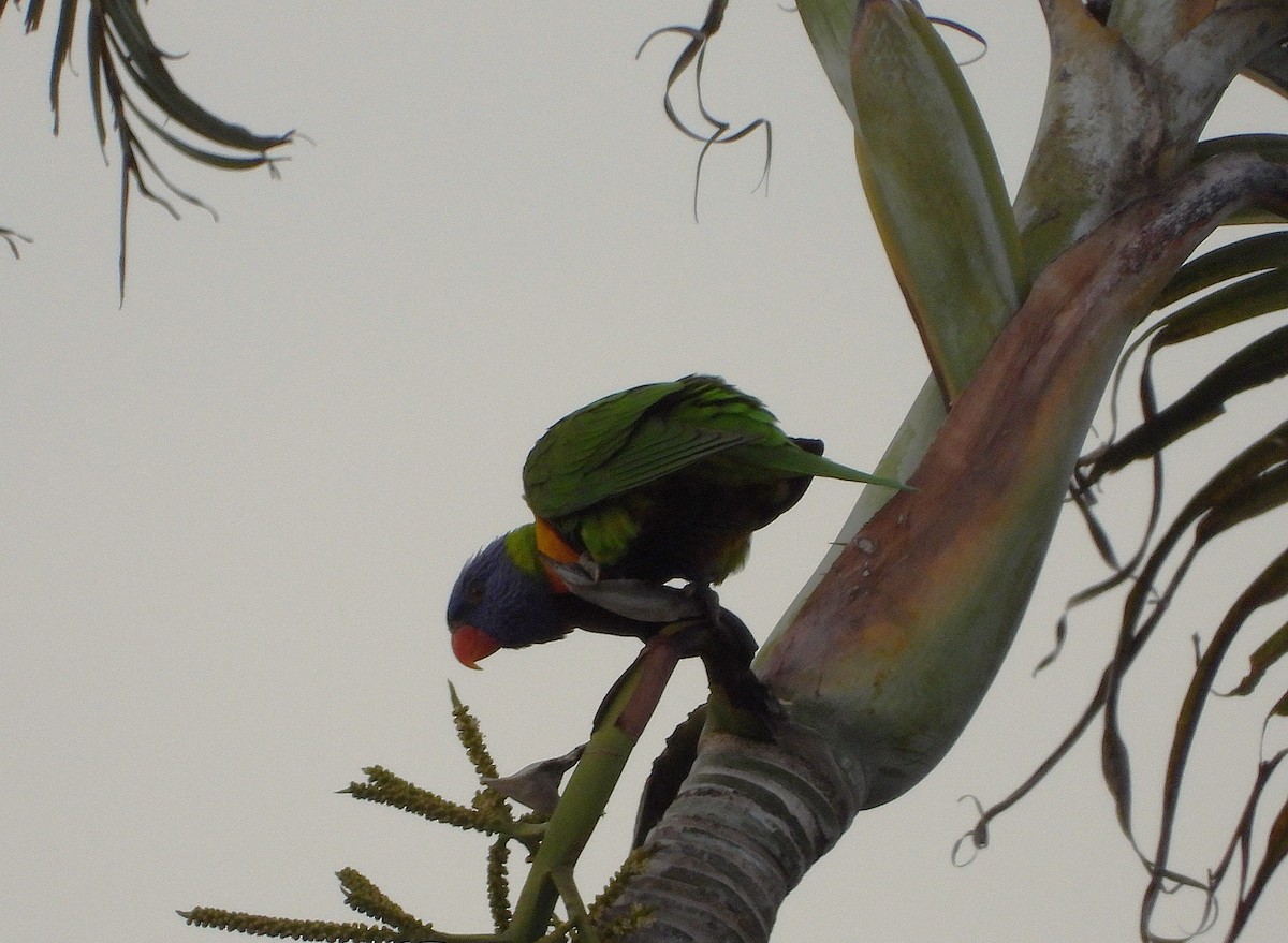 Rainbow Lorikeet - ML642423822