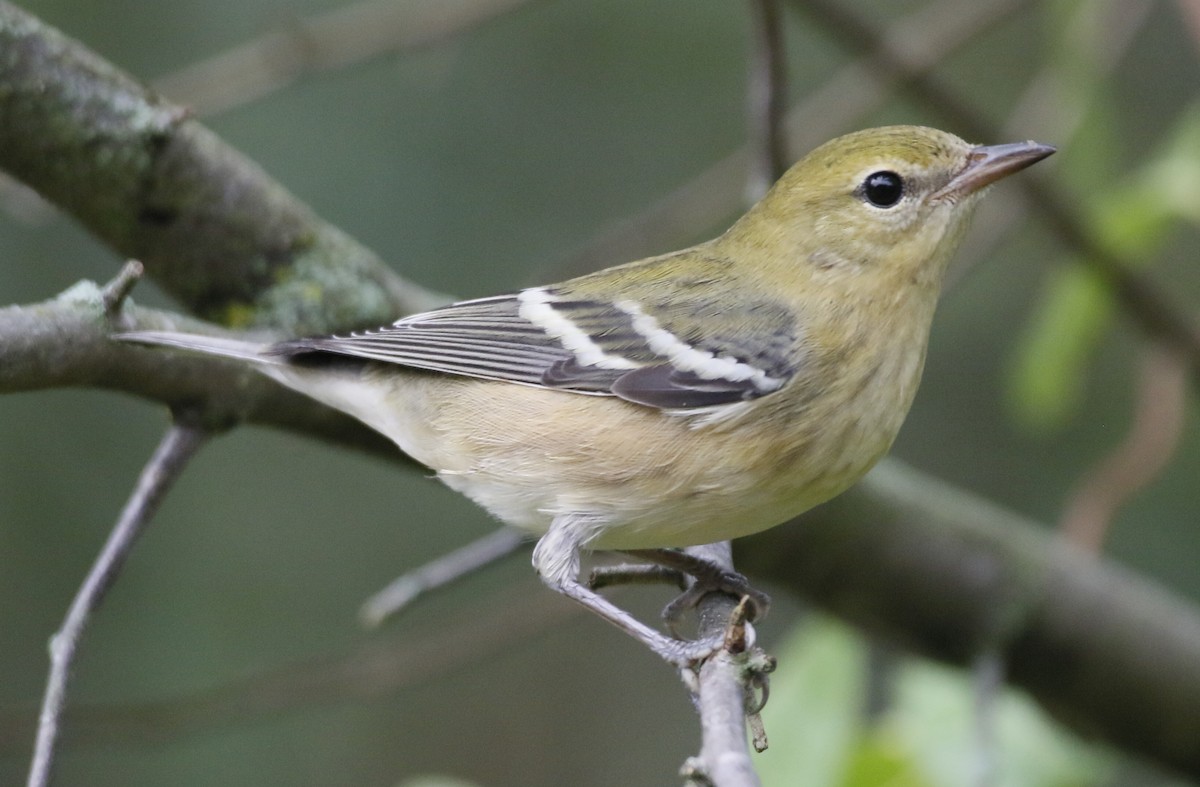 Bay-breasted Warbler - ML642423823