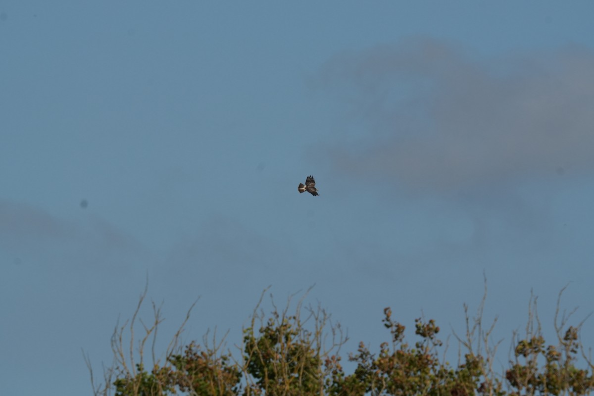 Common Buzzard - ML642423824
