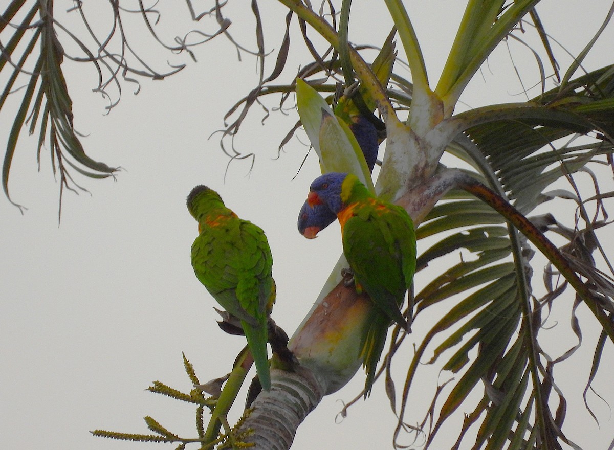 Rainbow Lorikeet - ML642423825