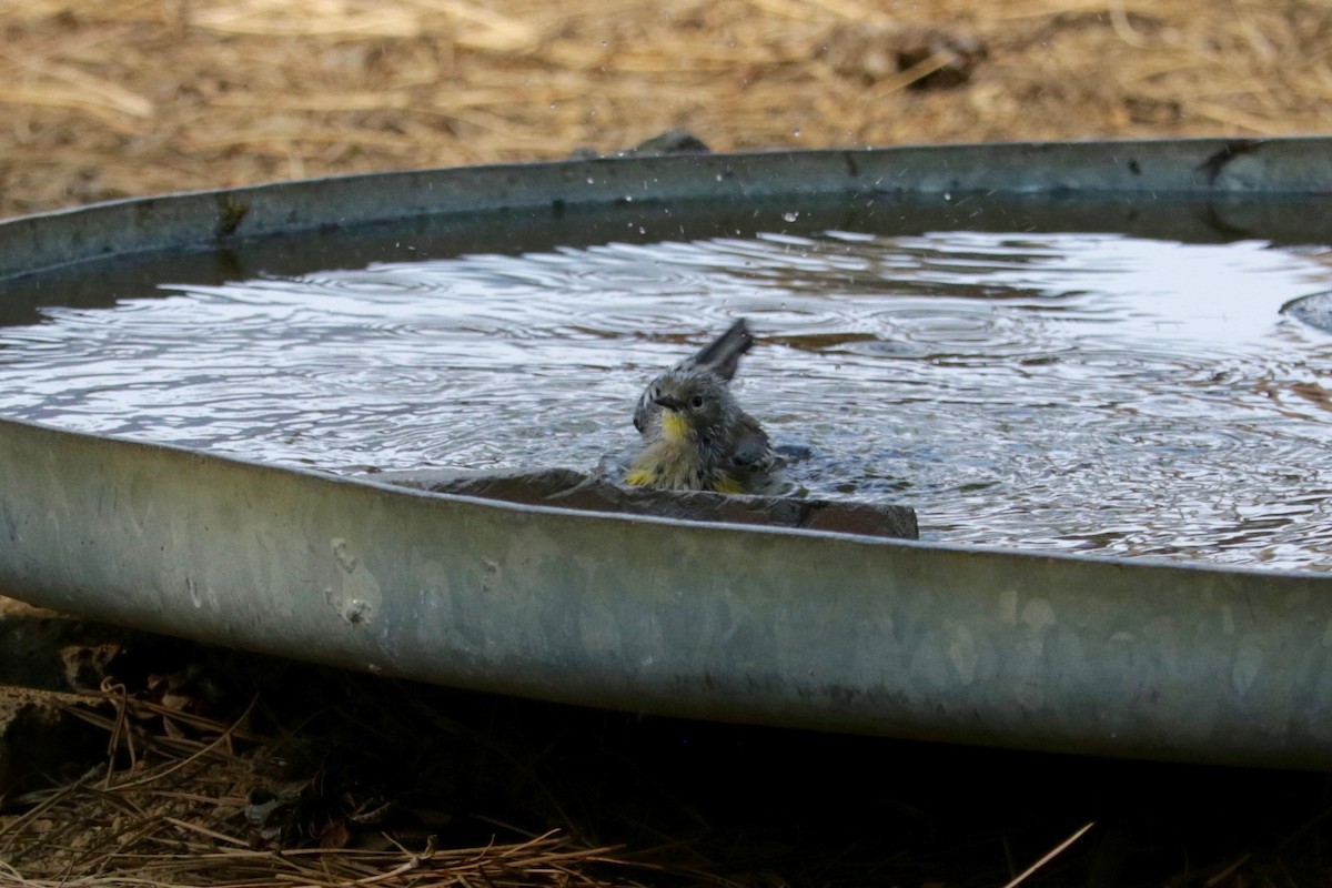 Yellow-rumped Warbler (Audubon's) - ML642423826