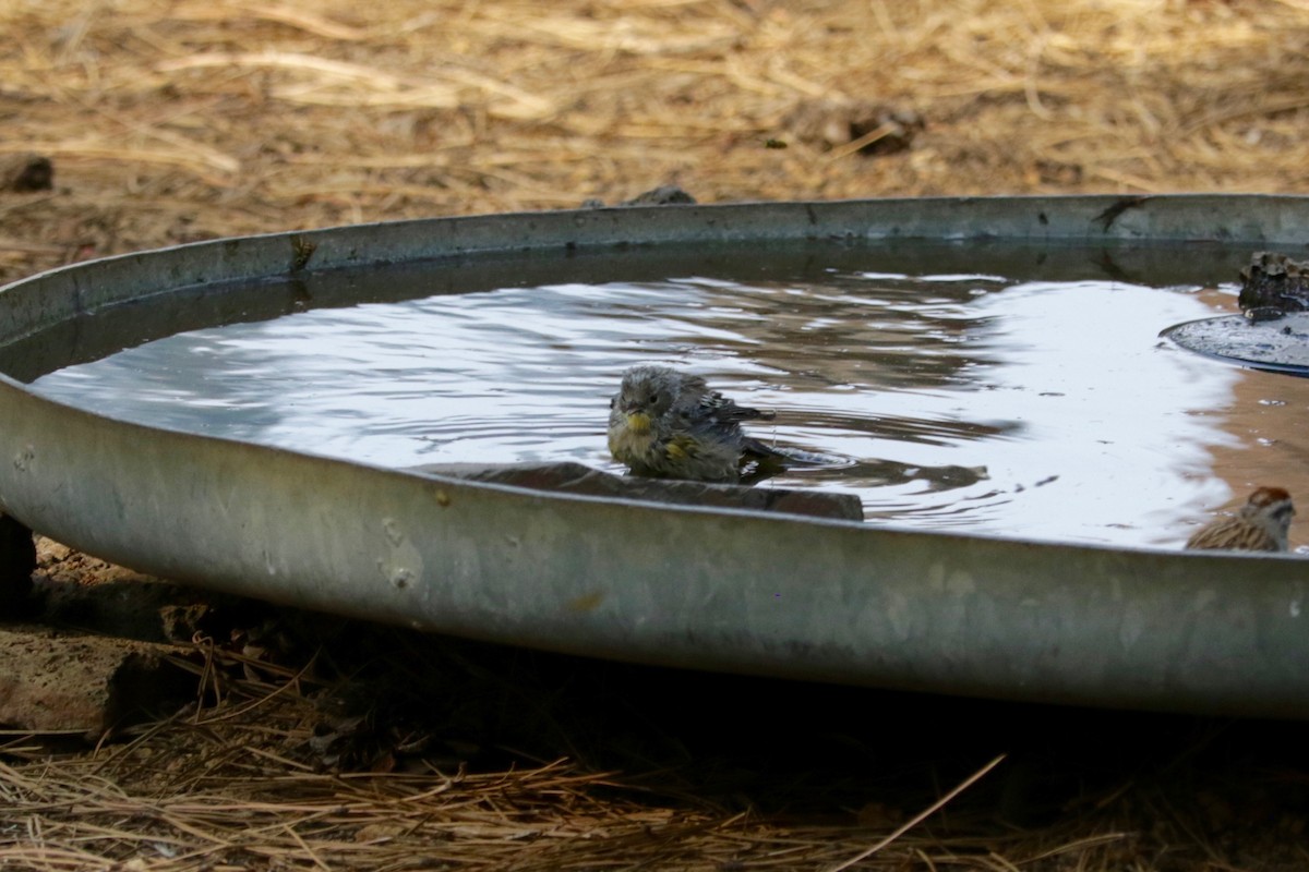 Yellow-rumped Warbler (Audubon's) - ML642423827