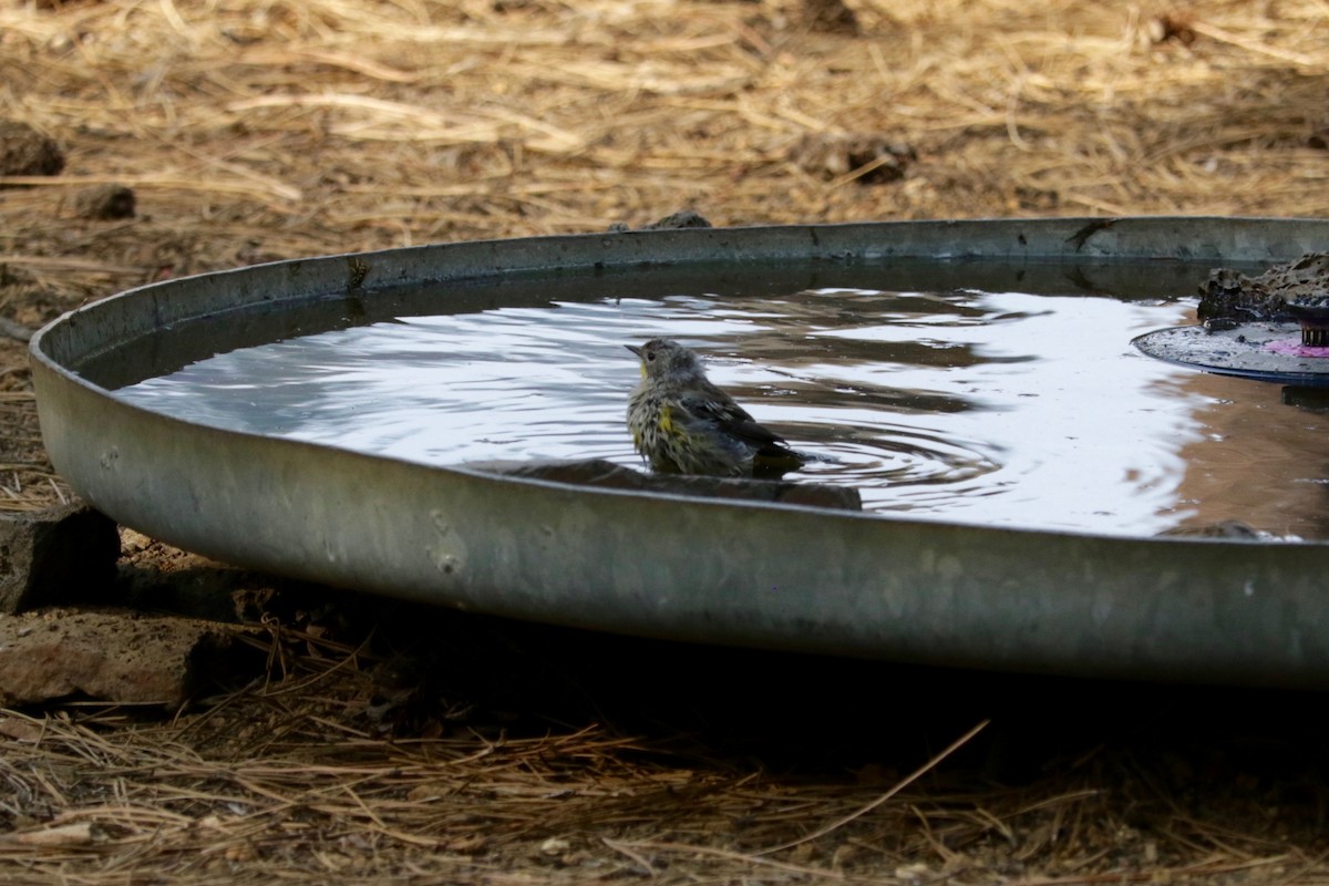 Yellow-rumped Warbler (Audubon's) - ML642423828
