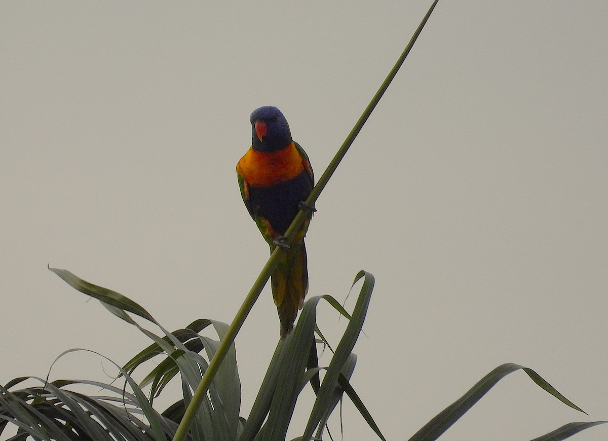 Rainbow Lorikeet - ML642423829