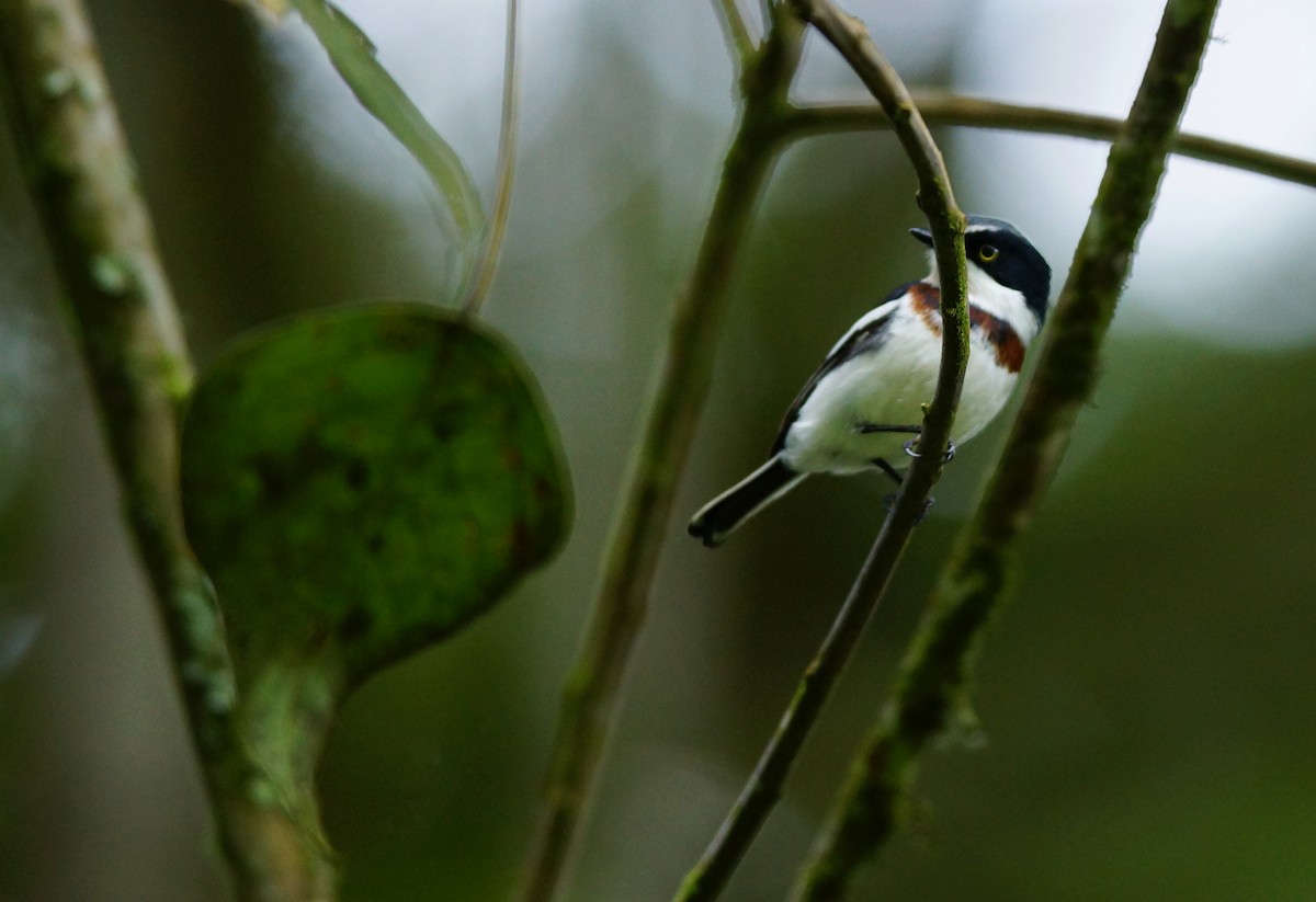 Chinspot Batis - ML642423830