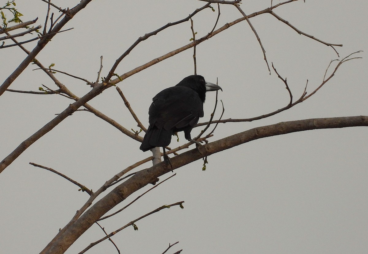 Black Butcherbird - ML642423832