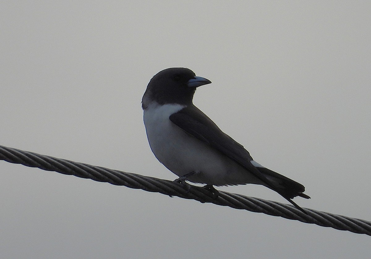 White-breasted Woodswallow - ML642423833