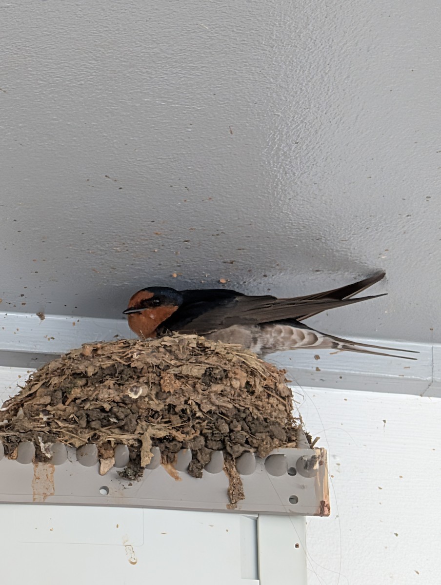 Welcome Swallow - ML642423837