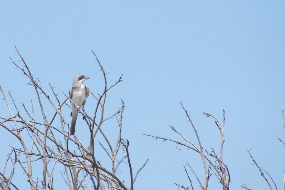 Lesser Gray Shrike - ML642423843