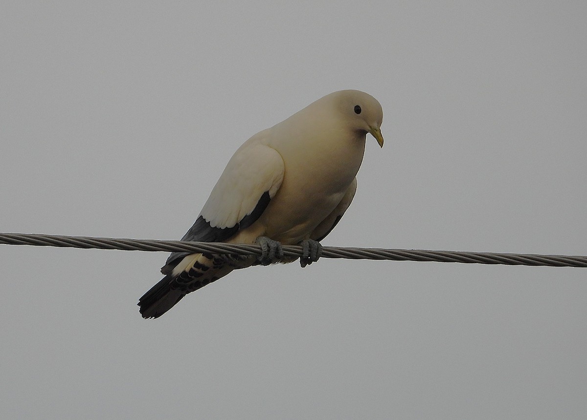 Torresian Imperial-Pigeon - ML642423846
