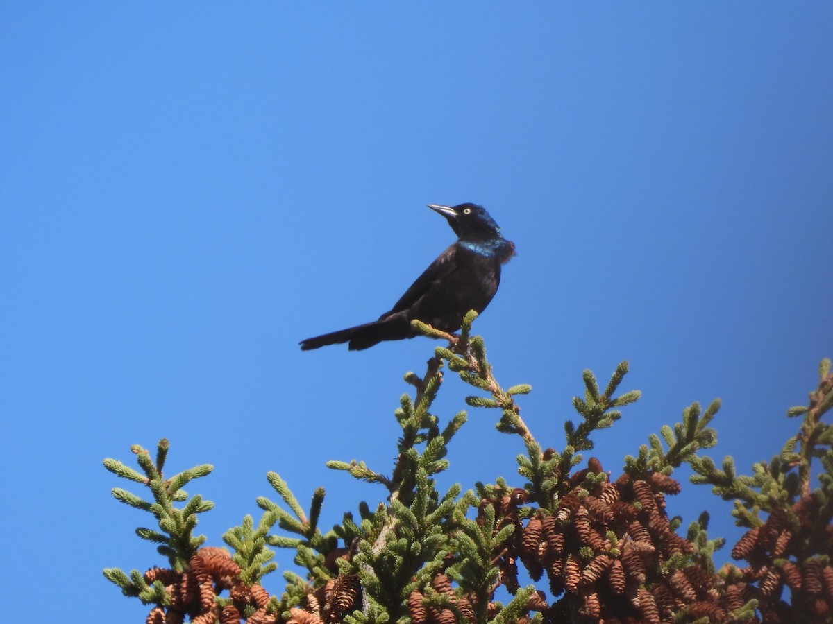 Common Grackle - ML642423848