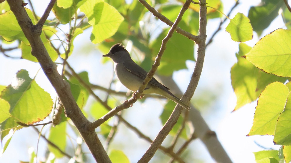 Eurasian Blackcap - ML642423850