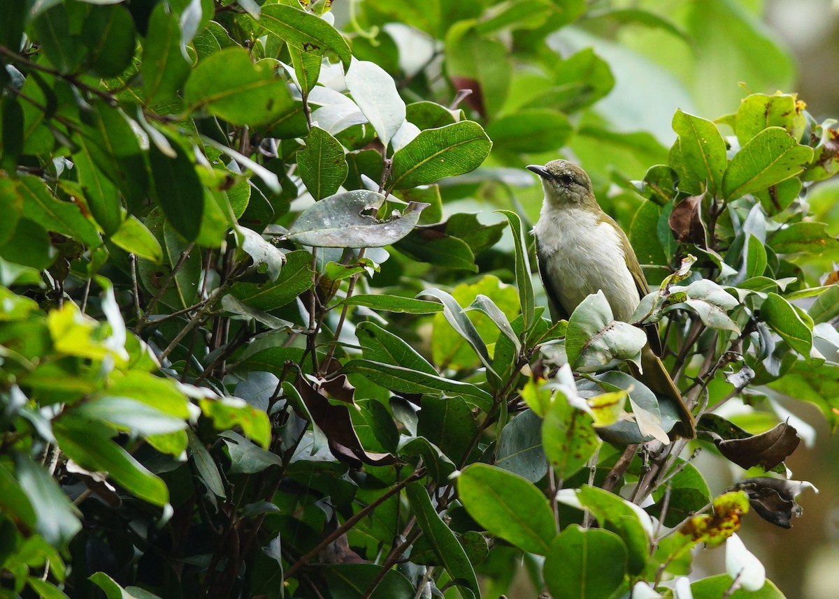 Slender-billed Greenbul - ML642423851