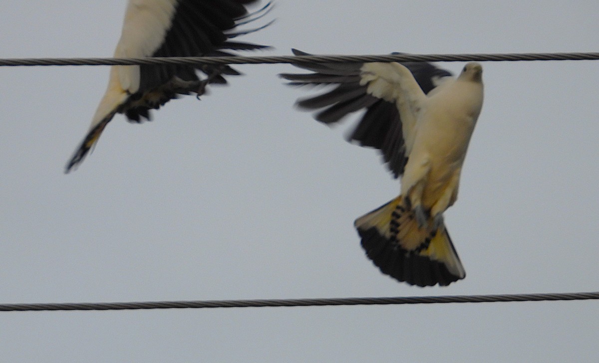 Torresian Imperial-Pigeon - ML642423852